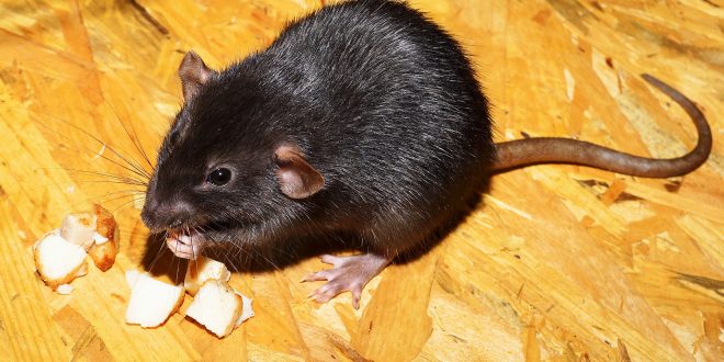 Foto van een zwarte rat